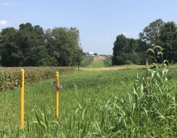 Yellow markers show the right of way for the Mariner East pipeline in Lebanon County. (Marie Cusick/ StateImpact Pennsylvania)