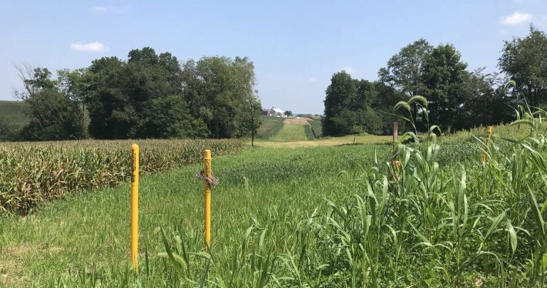 Yellow markers show the right of way for the Mariner East pipeline in Lebanon County. (Marie Cusick/ StateImpact Pennsylvania)