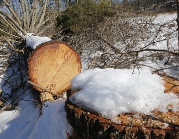 Downed trees mark the route of the Atlantic Coast Pipeline in Deerfield, Va., in February. A federal appeals court has blocked development of portions of the pipeline. (Steve Helber/AP)