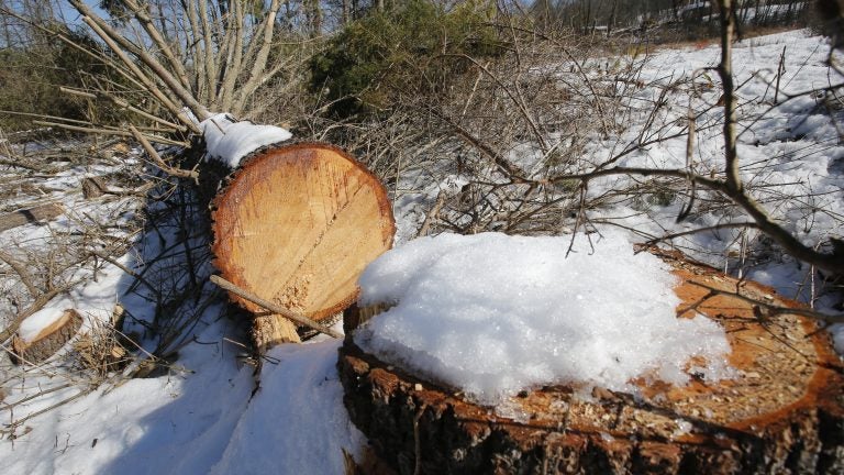 Downed trees mark the route of the Atlantic Coast Pipeline in Deerfield, Va., in February. A federal appeals court has blocked development of portions of the pipeline. (Steve Helber/AP)