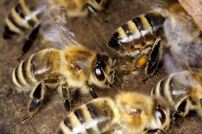 Honey bees at the entrance of a beehive. The bees fetch fresh air into the beehive. Thuringia, Germany, Europe Date: April 22, 2018 | usage worldwide Photo by: Klaus Nowottnick/picture-alliance/dpa/AP Images