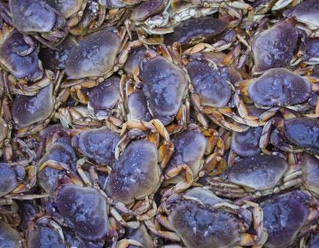 Crabs like these, caught off the coast of Alaska, have been affected by the neurotoxin domoic acid because of algae blooms in recent years, which makes them unsafe to eat (Michael Melford/Getty Image).