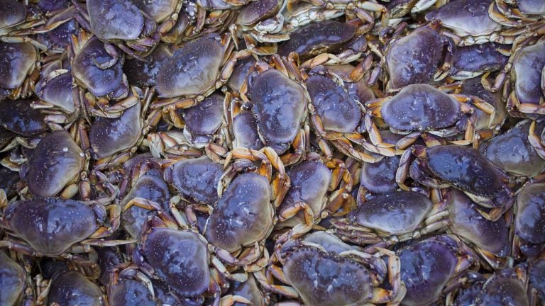 Crabs like these, caught off the coast of Alaska, have been affected by the neurotoxin domoic acid because of algae blooms in recent years, which makes them unsafe to eat (Michael Melford/Getty Image).