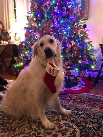 Minnie sits by the tree in Cape May. (Photo courtesy of Katie Morris)