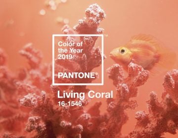 Living Coral is the Pantone Color Institute's color of the year for 2019. The vibrant hue represents 