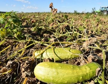 Every summer, downy mildew spreads from Florida northward, adapting to nearly every defense pickle growers have in their arsenals and destroying their crops. (Bernd Settnik/Picture Alliance via Getty Images)