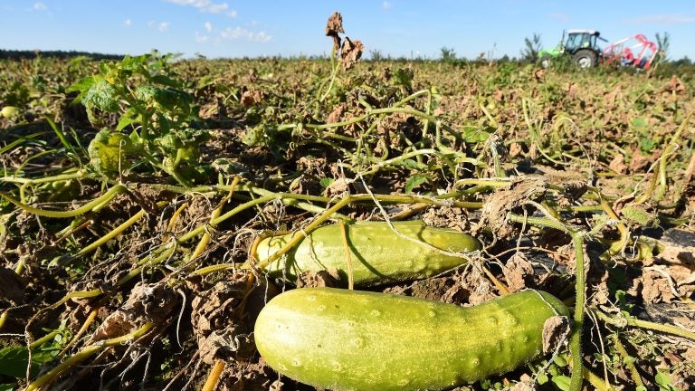 Every summer, downy mildew spreads from Florida northward, adapting to nearly every defense pickle growers have in their arsenals and destroying their crops. (Bernd Settnik/Picture Alliance via Getty Images)