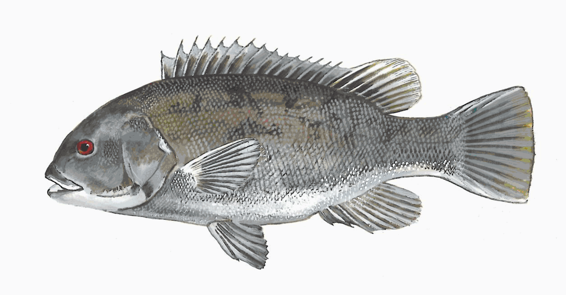 The bluefish фото. Big Black Fish Tautog. Blue Fish Maryland. Fish de April.