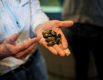 A group of year old mussels that were grown in the team's lab inside the Philadelphia Water Works Mussel Hatchery. (Brad Larrison for WHYY)