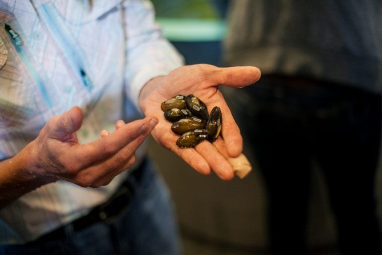 A group of year old mussels that were grown in the team's lab inside the Philadelphia Water Works Mussel Hatchery. (Brad Larrison for WHYY)