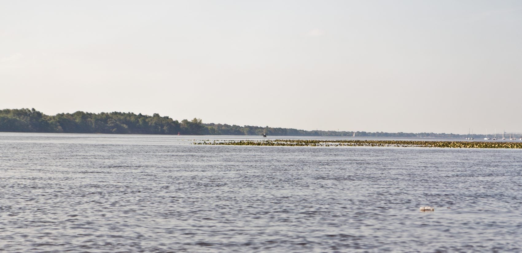 The Delaware River near the Neshaminy State Marina in 2018. (Kimberly Paynter/WHYY)