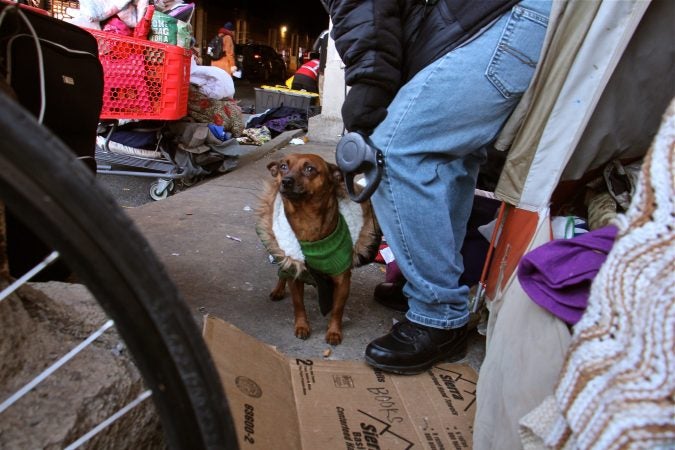 Chi-Chi, who lived in a tent on Emerald Street with his owners, was relocated to a shelter as well. (Emma Lee/WHYY)