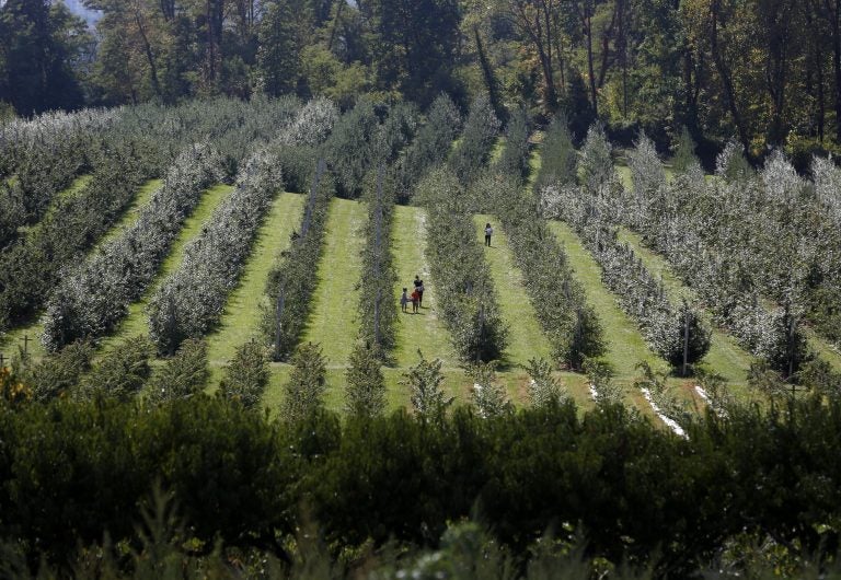 People walk through the apple orchard at Alstede Farms in Chester, N.J., Wednesday, Sept. 27, 2017. (Seth Wenig/AP Photo)