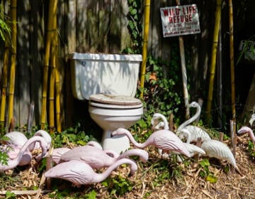 Plastic flamingos and a toilet arranged outside in front of bamboo and a sign that says 