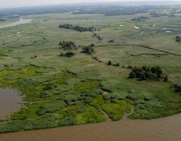 A 121-acre tract of land that will be integrated into the Supawna Meadows National Wildlife Refuge as part of a $4 million preservation purchase. (Image courtesy of Ducks Unlimited)