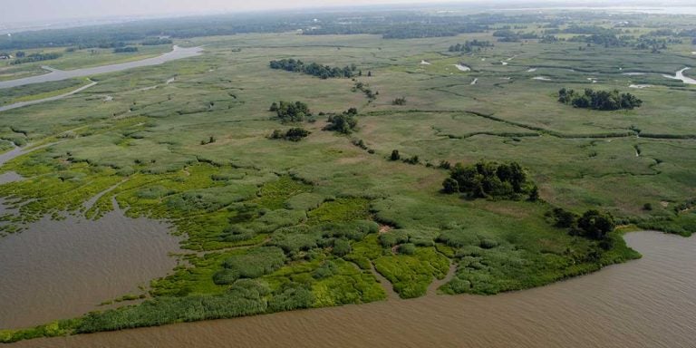 A 121-acre tract of land that will be integrated into the Supawna Meadows National Wildlife Refuge as part of a $4 million preservation purchase. (Image courtesy of Ducks Unlimited)