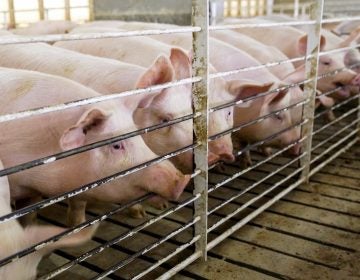 Pigs stand in their shed in a farm in Iowa. A judge Tuesday threw out a law banning undercover investigations in Iowa agricultural facilities.