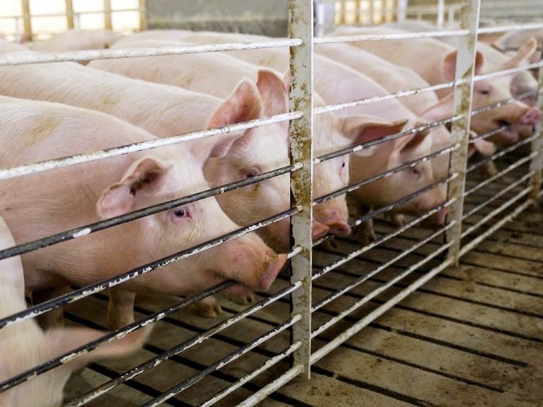 Pigs stand in their shed in a farm in Iowa. A judge Tuesday threw out a law banning undercover investigations in Iowa agricultural facilities.