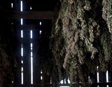 Hemp plants hang to dry in a barn at Ananda Hemp in Cynthiana, Ky., Thursday, Jan 24, 2019. (Bryan Woolston/AP Photo)