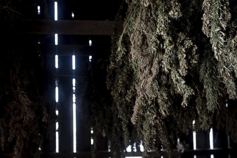 Hemp plants hang to dry in a barn at Ananda Hemp in Cynthiana, Ky., Thursday, Jan 24, 2019. (Bryan Woolston/AP Photo)