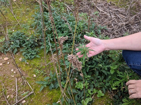 Alyssa Collins with Penn State Extension shows a hemp plant that grew after the main experiment was harvested. Under guidelines from the state Department of Agriculture, any plants that spring up outside the parameters of the research period would have to be destroyed. (Rachel McDevitt/WITF)