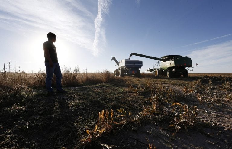 This photo taken Oct. 16, 2014, shows a farmer during harvesting of the grain milo just outside the town of Yuma in eastern Colorado. This small farming hamlet of 3,200 near the Nebraska border is home to an increasing number of Latino immigrants, drawn to work in the nearby corn and hog farms. The immigration issue represents a dilemma for Rep. Cory Gardner, R-Colo. in his race against Democratic Sen. Mark Udall in the only state among the dozen or so in play in this year's midterm election race with both a competitive Senate race and a sizable population of Hispanic voters. (AP Photo/Brennan Linsley)
