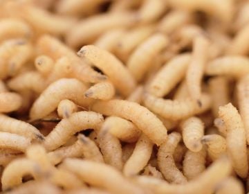 Doctors are trained to remove maggots from patients' wounds, but could it be that maggots are actually there to help? (Tsekhmister/Bigstock)