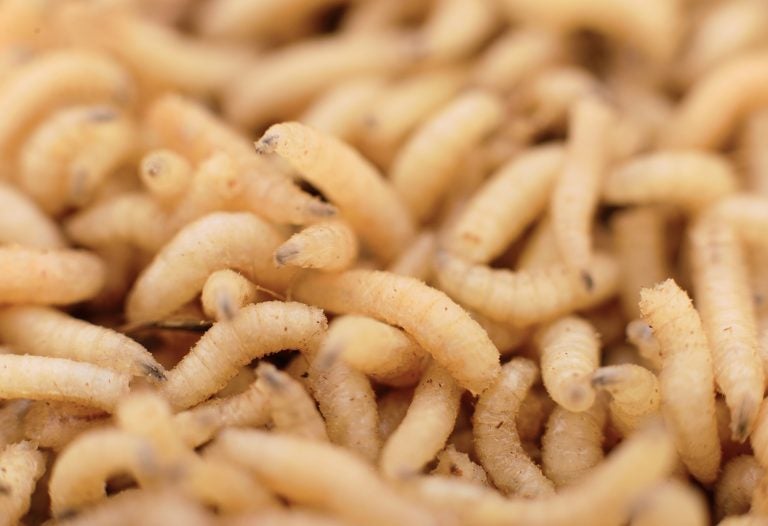 How long do fly maggots live without food