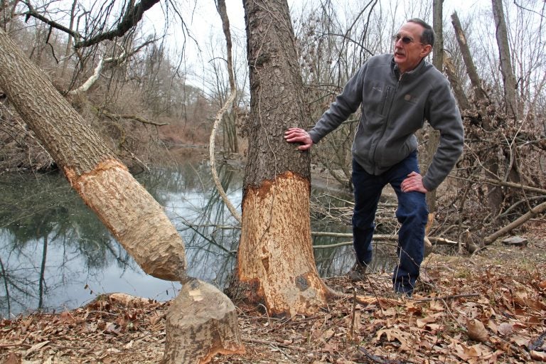 Tom Witmer Natural Lands Restoration manager for Philadelphia Parks & Recreation, checks out damage done by beavers along Cobbs Creek.