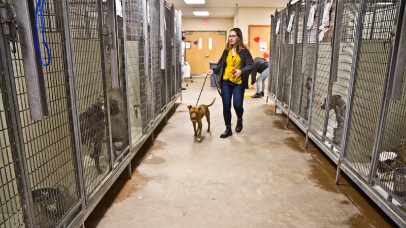 Morgan Polley, spokeswoman and development specialist with ACCT, walks Dee, a dog available for adoption at the main shelter. (Kimberly Paynter/WHYY)