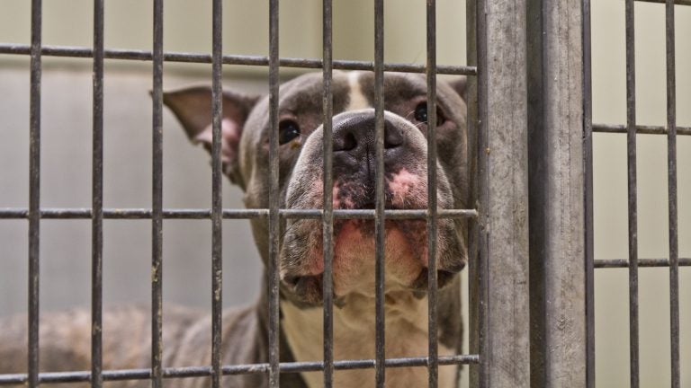 Outlaw is a pit bull mix available for adoption and currently sheltered at ACCT Philly. (Kimberly Paynter/WHYY)