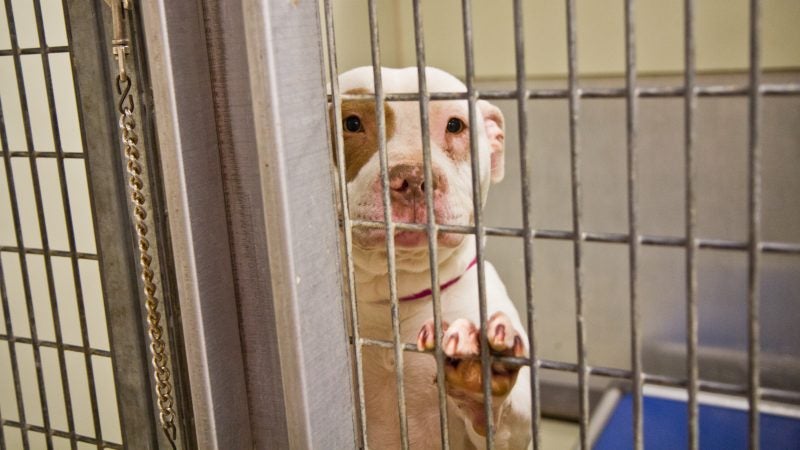 Love is a pit bull mix available for adoption and currently sheltered at ACCT Philly. (Kimberly Paynter/WHYY)