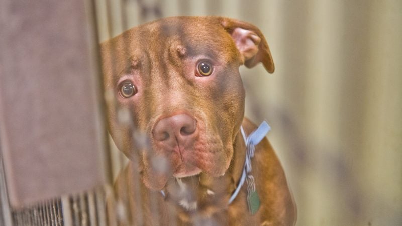 Primo is a pit bull mix available for adoption and currently sheltered at ACCT Philly. (Kimberly Paynter/WHYY)