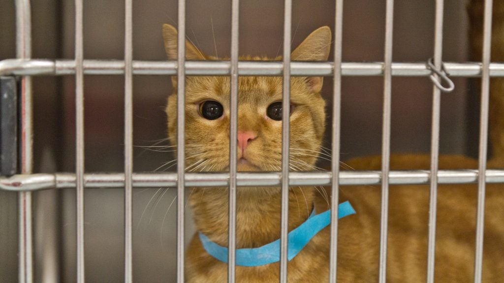 Ninja the cat is seen inside a cat cubby at ACCT Philly