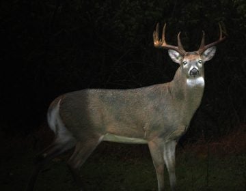 A robotic deer decoy used by New Jersey conservation officers. (Image courtesy of the N.J. Division of Fish and Wildlife)