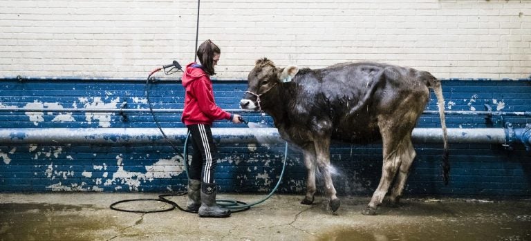 Kristin Shaffer, 12, of Port Trevorton, Pa., cleans her brown Swiss dairy cow during the 103rd Pennsylvania Farm Show in Harrisburg, Pa., Wednesday, Jan. 9, 2019. (Matt Rourke/AP)