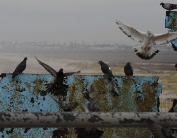 Birds fly and land on the U.S. border wall, seen from Tijuana, Mexico. Lawmakers in Washington are still finalizing a border security funding deal with more resources for physical barriers. (Rebecca Blackwell/AP) 