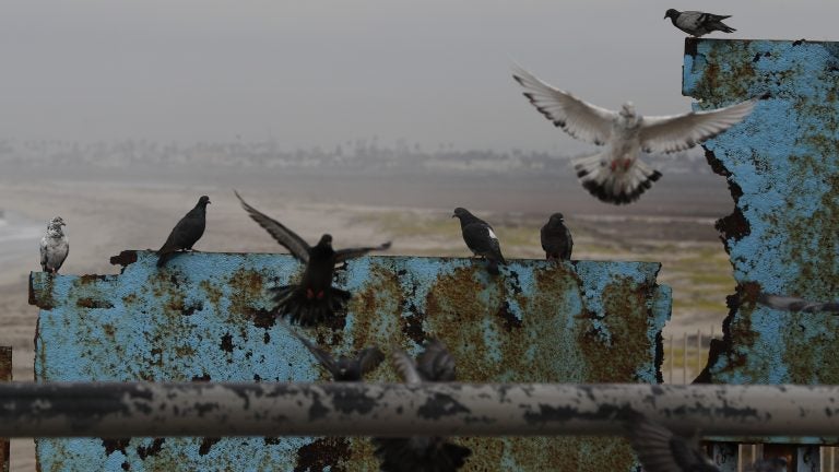 Birds fly and land on the U.S. border wall, seen from Tijuana, Mexico. Lawmakers in Washington are still finalizing a border security funding deal with more resources for physical barriers. (Rebecca Blackwell/AP) 