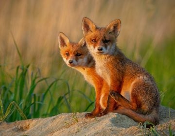 Red foxes prey on piping plovers, an endangered bird species, and can be hunted and trapped during specific times. The New Jersey Department of Environmental Protection traps and kills the foxes to protect the plovers. (Big Stock photo)