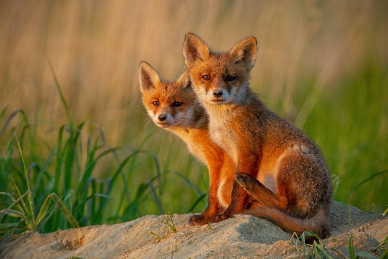 Red foxes prey on piping plovers, an endangered bird species, and can be hunted and trapped during specific times. The New Jersey Department of Environmental Protection traps and kills the foxes to protect the plovers. (Big Stock photo)