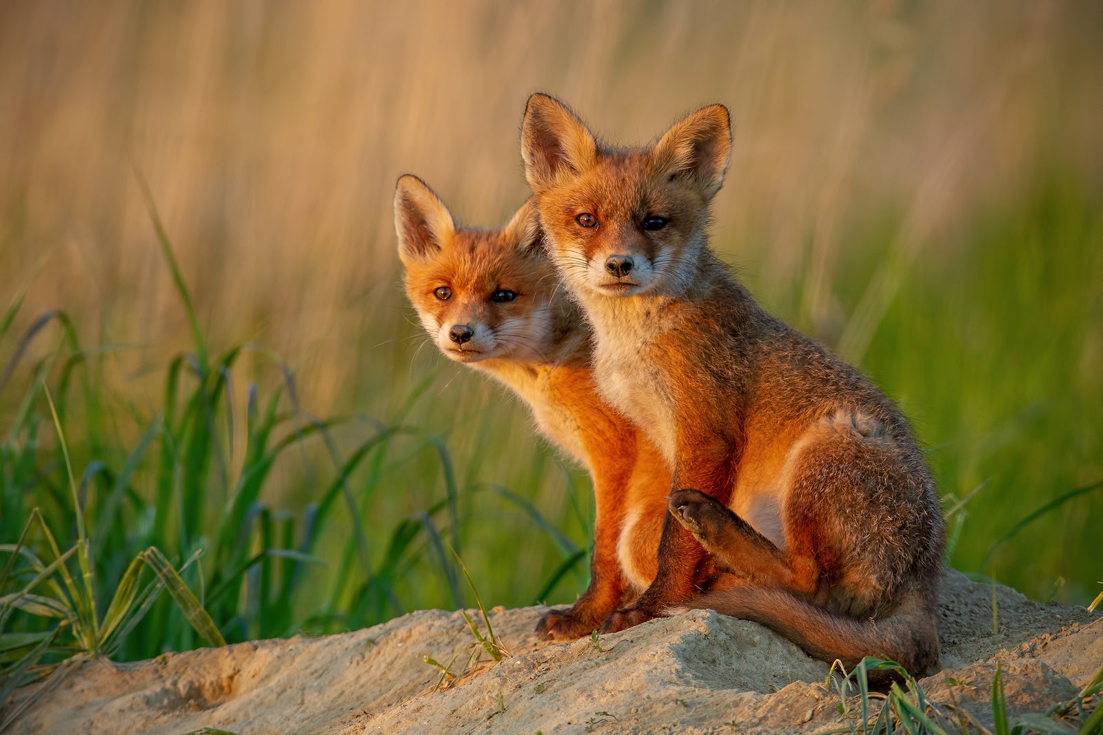 Red foxes, piping plovers battle for survival along N.J. coast - WHYY