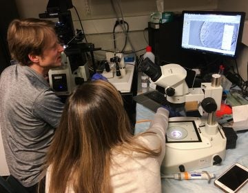 Dieter Egli, a developmental biologist at Columbia University, and Katherine Palmerola examine a newly fertilized egg injected with a CRISPR editing tool. (Rob Stein/NPR)