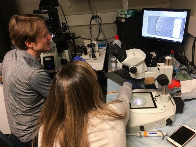 Dieter Egli, a developmental biologist at Columbia University, and Katherine Palmerola examine a newly fertilized egg injected with a CRISPR editing tool. (Rob Stein/NPR)