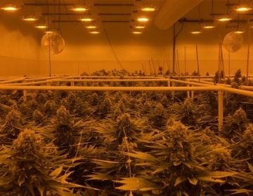 Sira Naturals marijuana growing facility in Milford, Mass. (Aaron Schachter/WGBH)