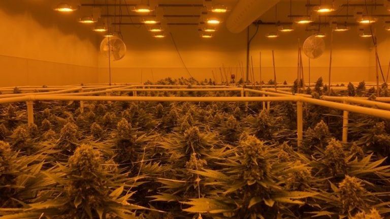 Sira Naturals marijuana growing facility in Milford, Mass. Sira Naturals marijuana growing facility in Milford, Mass. (Aaron Schachter/WGBH)