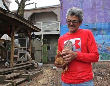 Luis Martinez holds a chicken that he has been nursing in a community garden in Kensington. (Emma Lee/WHYY)