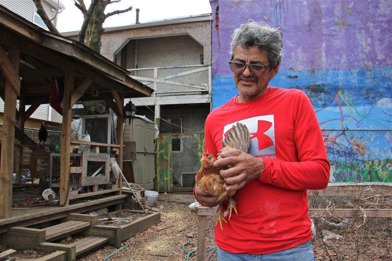 Luis Martinez holds a chicken that he has been nursing in a community garden in Kensington. (Emma Lee/WHYY)