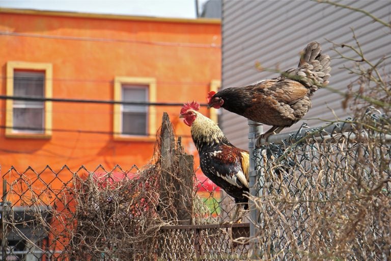 Chickens leave their enclosure at Dauphin and Waterloo streets. (Emma Lee/WHYY)