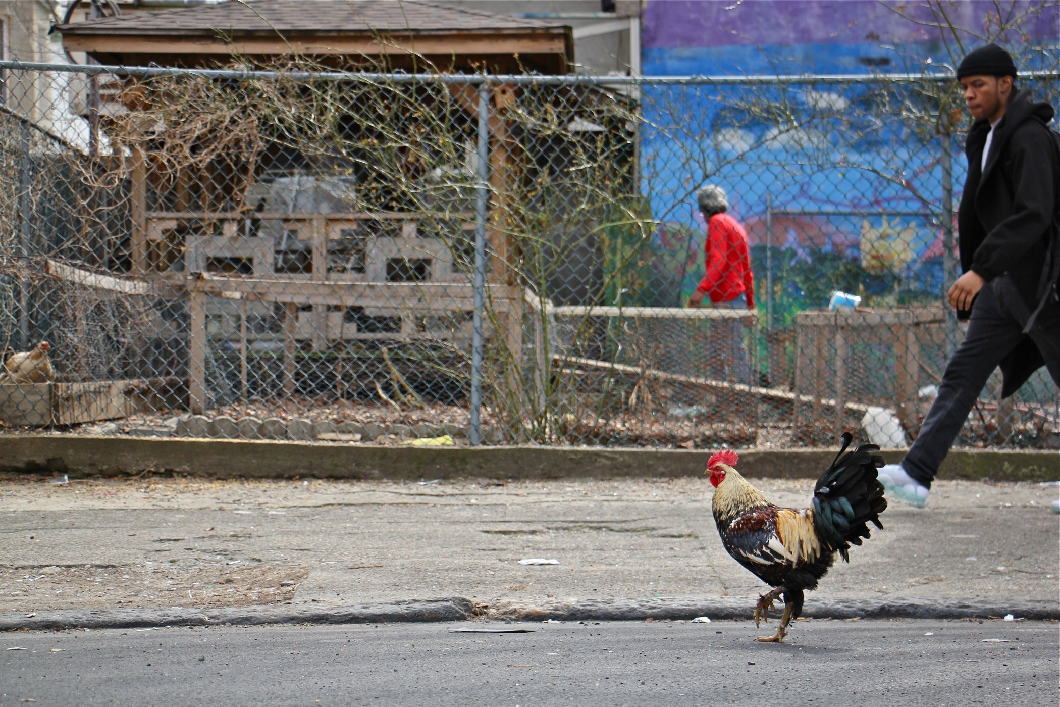 keeping chickens in nj