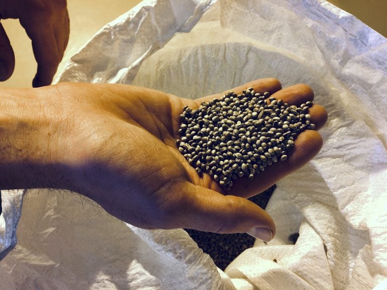 In this Feb. 14, 2019 photo, Jennifer Gilbert Jenkins, assistant professor at the State University of New York Morrisville displays some cannabis seeds at the university in Morrisville, N.Y. In upstate New York, the state college in Morrisville is launching a cannabis studies minor in the horticulture department. (Mary Esch/AP Photo)